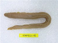 藏品(日本鰻)的圖片